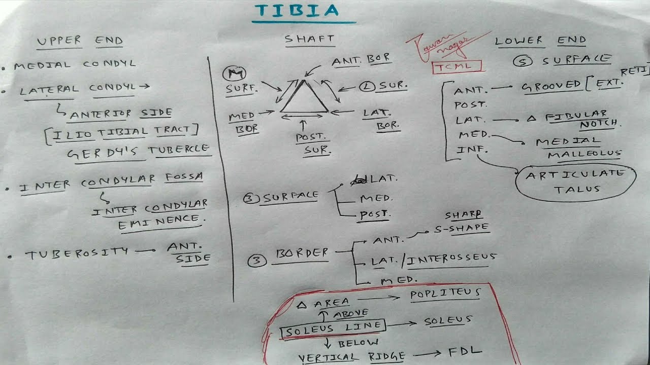 Tibia bone - 1, Chart | TCML | ENMEDER - YouTube