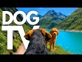 TheDogCam 10hrs Of Mountain Lake Virtual Dog Walks In The Swiss Alps GoPro DogTV 