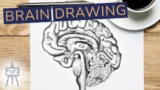 🧠 Learn How to Draw a Realistic Brain