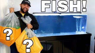 PICKING UP FISH for my NEW MONSTER AQUARIUM TANK!