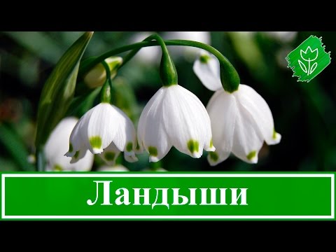 Видео: Посадка цветов ландыша - Как вырастить ландыш