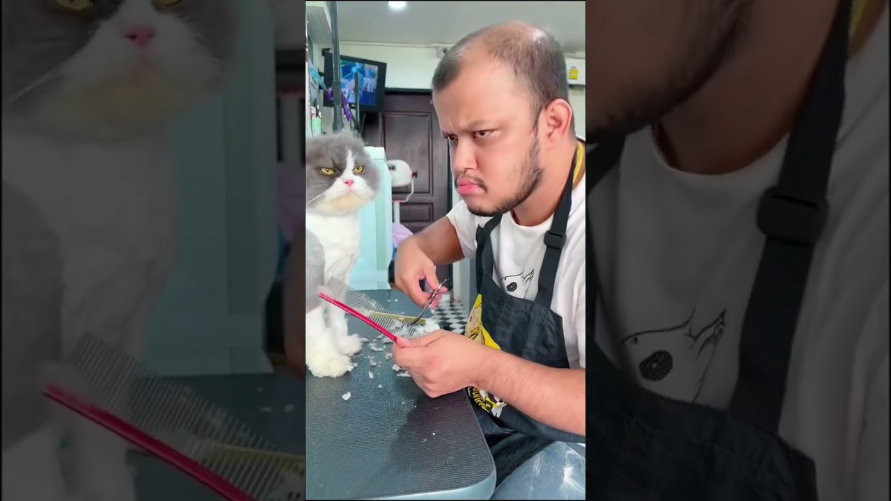 😺 Mom, Dad, and Me! 🐈 Funny cat and kitten videos to lift your spirits! 😻