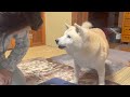 昼寝しすぎて夜寝れなくなったと母にご報告しに来る柴犬