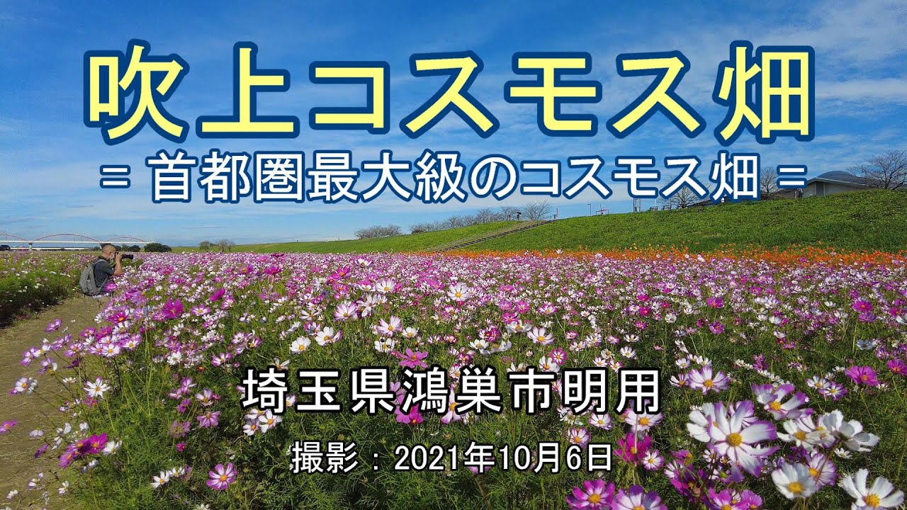 吹上コスモス畑 = 首都圏最大級のコスモス畑 = [4K] Fukiage Cosmos