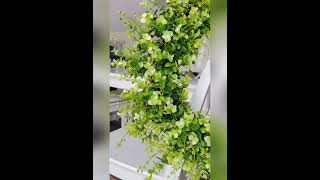 Beautiful Mix Of Eucalyptus And Boxwood Year Round Wreath Is Available In My Etsy Shop  #shortvideo