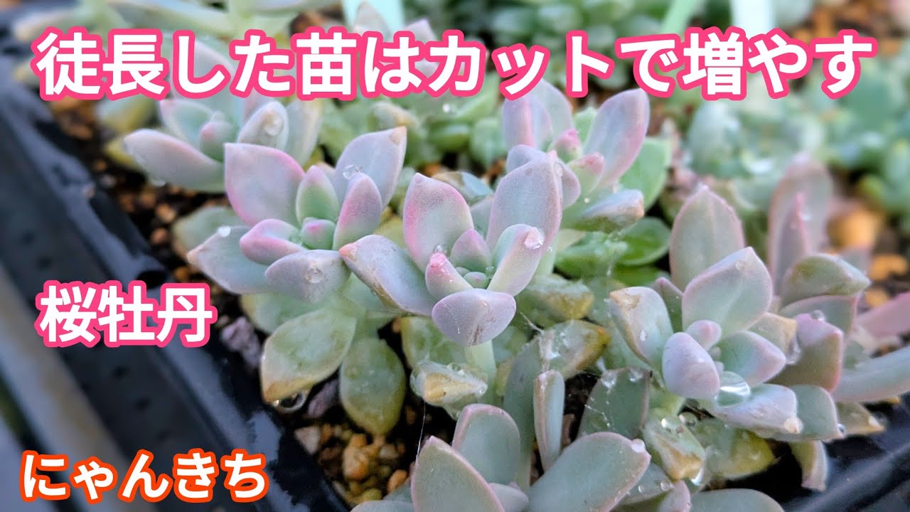 Succulents] I purposely let them etiolate to propagate them