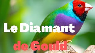 Découvrez La Beauté Et Le Comportement Fascinant Des Diamants De Gould