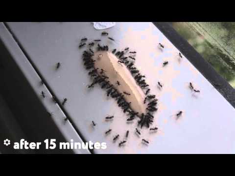 ant-gel-is-the-best-way-to-kill-ants.-timelapse.