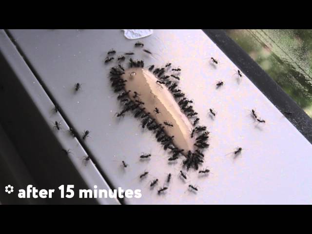 ANT GEL is the best way to kill ants. TIMELAPSE. class=