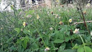 DANDELION~LIKE FLOWERS | WILD GRASS FLOWER | NATURE | SIMPLE FAIRY FLOWER |  SIMPLE LIVING @PROVINCE