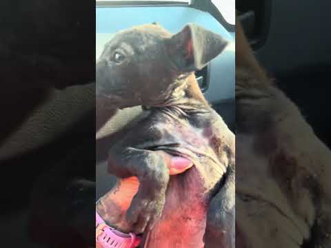 Siblings Cling To Each Other, Their Skeletal Bodies Ravaged By Ticks And Parasites[STORY BELOW]