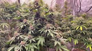 The end of week 4 & the plants are looking amazing & huge!!! @gorillagrowtent
