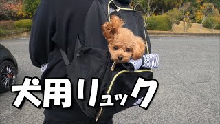 新バッグに犬を乗せて得意げに散歩するオヤジｗ