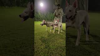 Stani Gultair Dog Powerfull And Aggressive Breed Kohati Gultair