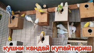 КУШ БОКИШ