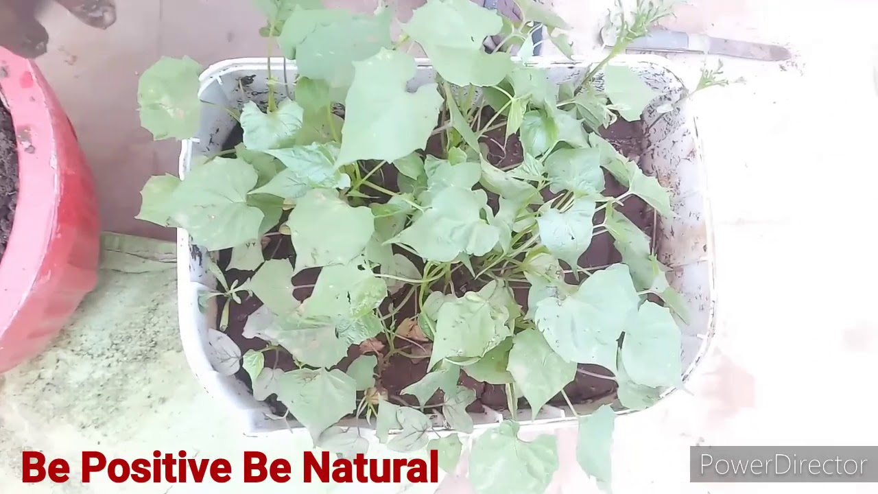27. How to transplant Morning glory saplings/ how to grow morning glory
