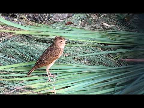 Video: Goldfinch - chim sơn ca