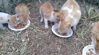 قطط جميلة جدا تسر الناظرين الحمد الله ارحم ترحم😊 by world of kittens 652 views 12 days ago 6 minutes, 3 seconds