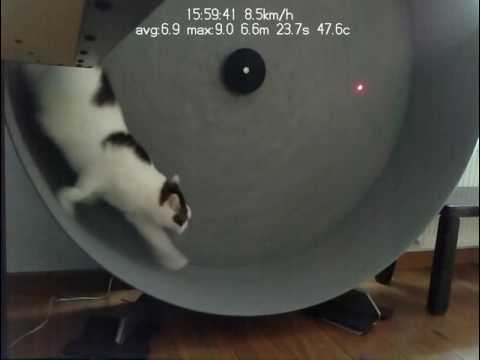 Vídeo: Por Que Os Gatos Estão Obcecados Com Ponteiros Laser?