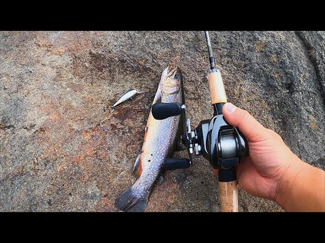 Fishing with the World's SMALLEST Crankbait? The Rapala CD-1 (Lake Estes,  CO) 