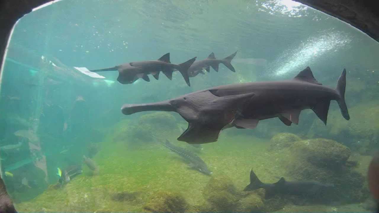 aquarium du Périgord noir 4 les gros esturgeons, barbeaux, hybride... (1/2) HD YouTube aquarium du Périgord noir 4 les gros esturgeons, barbeaux, hybride... (1/2) HD YouTube