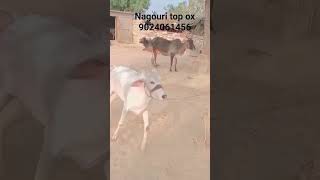 Nagouri top ox super quality ox  ball bull energy super quality ball bulls Nagour