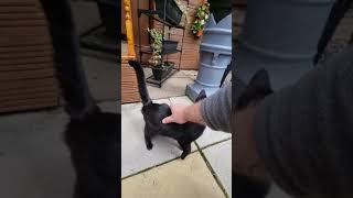 Cat LOVES scratches by Eddy Pro Lay Carpets 141 views 2 years ago 2 minutes, 55 seconds