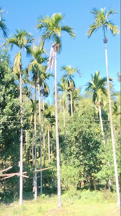 Hybrid Betel Nut Plant In Assam shorts ytshort shortyoutubevideos hybrid-betel-nut-plant-in-assam-shorts-ytshort-shortyoutubevideos