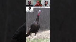 Wild Turkey Science Podcast 29-Brooding and Nesting Cover