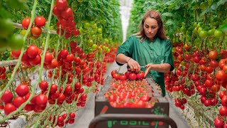 A high-tech greenhouse for growing tomatoes! The coherence of the work is amazing
