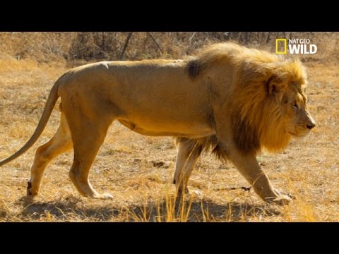 Vidéo: Le 30 juillet est-il un Lion ?