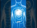 What Happens Inside Your Body After Drinking Cola Sugar Spike & Energy Explained | BodyRoute3D