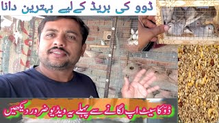 Dove/Java/Finches/soft food / multan sy dove's mangwai / love birds soft food #dailyvlog