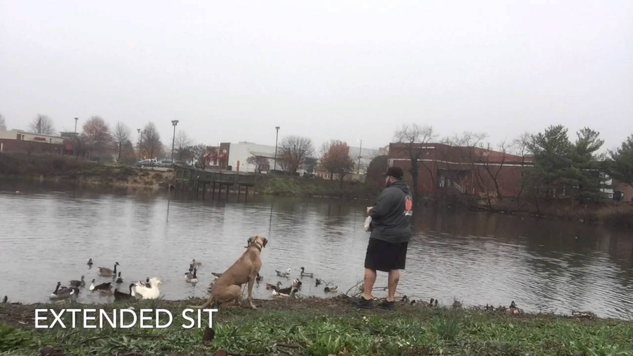 Rhodesian Ridge Va Rhodesian Ridgeback, Zane! Charlottesville Virginia Dog Training - YouTube