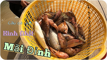 Câu Cá Biển Phú Quốc | Kinh 1 Không Bao Giờ Hết Cá 🐠🐠#fishing #sea