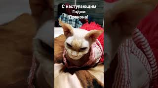 С Наступающим Годом Дракона!