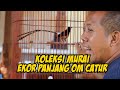 Koleksi Murai Batu Ekor Panjang Ctr Bf Mp3 - Mp4 Download