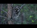 🇬🇧 Boreal owl - 🇫🇮 Helmipöllö - 🇫🇷 Chouette de Tengmalm (Aegolius funereus)