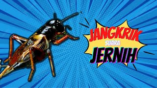 Masteran Wajib Burung Lomba !!! Jangkrik Suara Jernih !!!