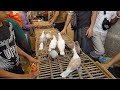 السوق الجديد السيده عائشه مع ابو مجدي