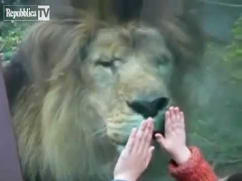 La bambina e il leone
