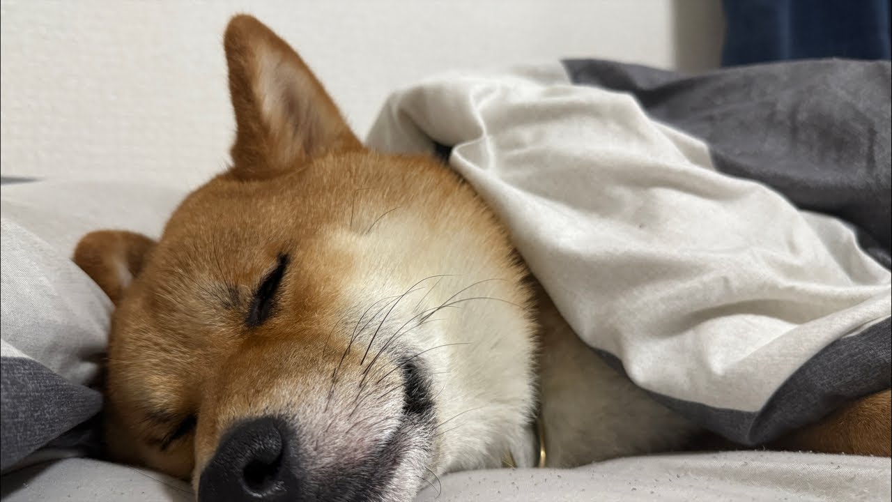 Sleeping with Shiba Inu Gon-chan (ends when he wakes up!) - YouTube