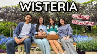 Breathtaking Blooms: Exploring Ashikaga's Wisteria Paradise | Japan's Stunning Flower Park Tour