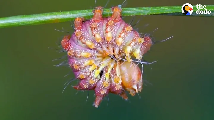 Watch This Caterpillar Turn Into A Chinese Luna Moth | The Dodo - DayDayNews