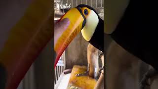 What Does A Toucan Sound Like?
