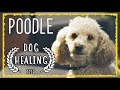 Sleep Music For Dogs ~ POODLE Chakra Music For Dogs ~ Dog Relaxing Music