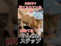 子猫が生まれて初めてやんのかステップをしました #shorts #保護猫 #捨て猫 #子猫 #やんのかステップ #野良猫