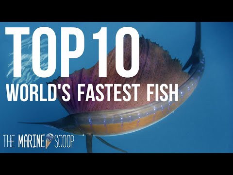 Video: Which Fish Swims The Fastest In The Ocean?