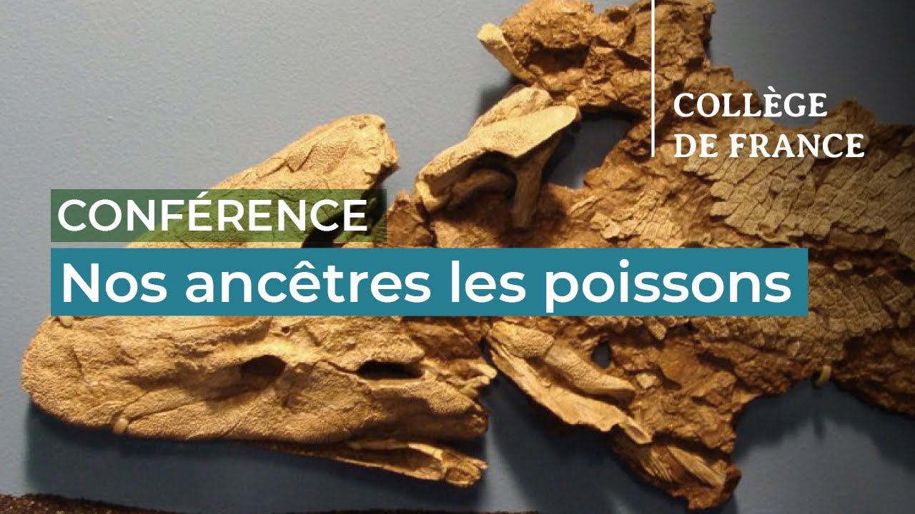 Finding The History We Share With Fish