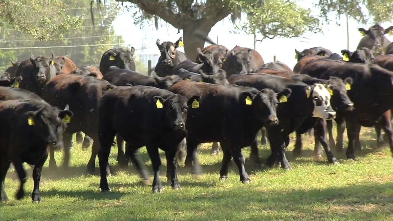 East Georgia Cattle Operation Features Unique Production Model